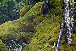 苔,水,河