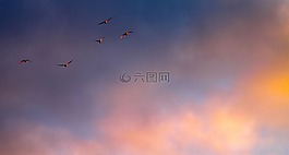 云計算,顏色,鳥