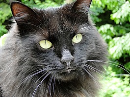 貓,黑,動物