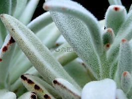 模糊,植物,多汁