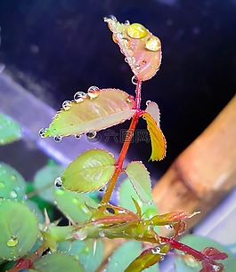 一滴水,水,純粹的花