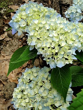 繡球,鮮花,芽