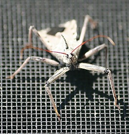 甲蟲，昆蟲,刺客昆蟲,車輪的 bug