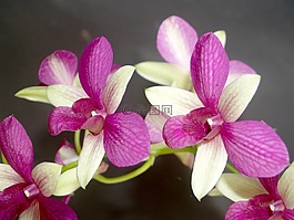 蘭花,花,熱帶