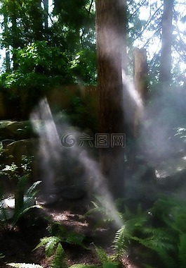 薄霧,森林,自然