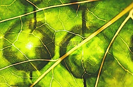 葉子,綠色,durchleuchted