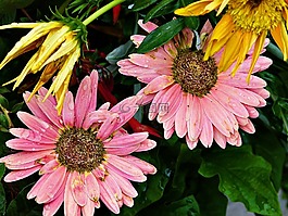 花,非洲菊,粉紅色