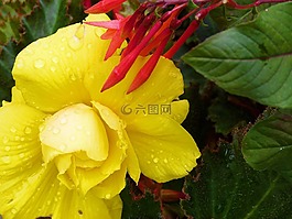 花,黃色,雨點