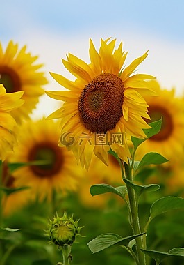 太陽花,花,性質(zhì)