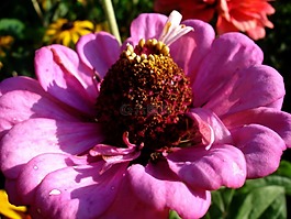 花,夏季,花園