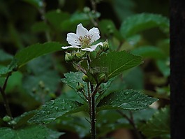 顏色,黑莓,雨