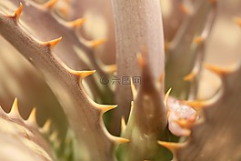 多汁,植物,绿色