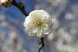 花,盛開,開花