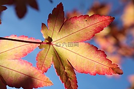 葉,藍色,秋