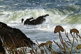 海洋,波,鮮花