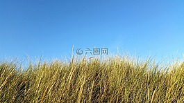 沙丘,草,沙丘草