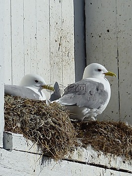 鳥,性質(zhì),動(dòng)物