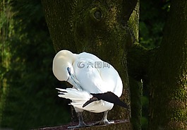 鳥,羽毛,清潔