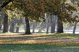 樹木在下降,秋天的公園,秋天在公園