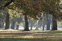 樹木在下降,秋天的公園,秋天在公園