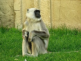 猴子,動物園,動物世界
