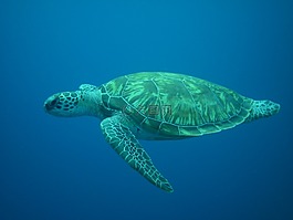 龜,跳水,海