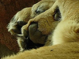 獅子,爪,爪子