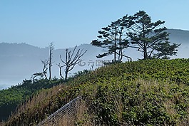 海岸線,樹,丘陵