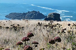 海岸線,海岸,草甸