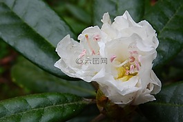 杜鵑,花,白色的花