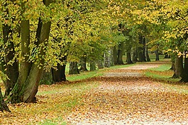 在公園路,飄零的落葉,公園