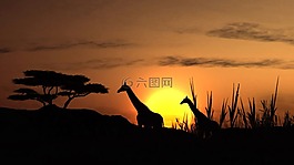 日落,太陽能,長頸鹿
