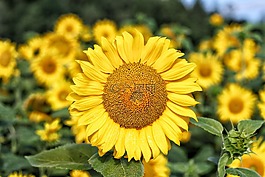 太陽花,黃色,綠色