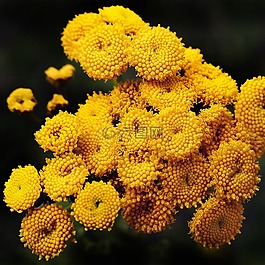 tansy,鮮花,heilpfanze