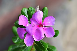 自然,植物區(qū)系,花