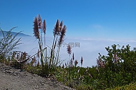 植物,雜草,草