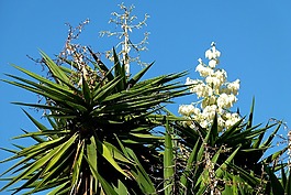 龍舌蘭,植物,植物區(qū)系