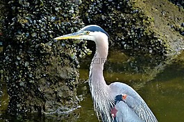 藍(lán)鷺,水鳥(niǎo),鷺