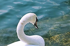 天鵝,水,湖