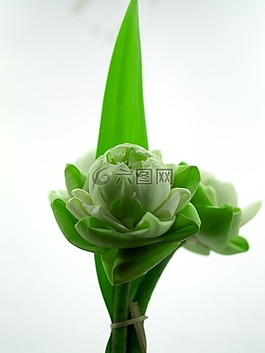 白,花,莲花