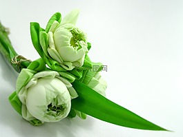 白,花,莲花