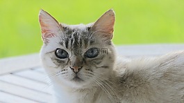 貓,頭,好奇