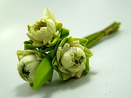 白,花,莲花