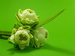 白,花,莲花
