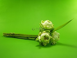 白,花,莲花