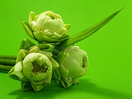 白,花,莲花