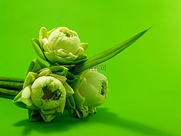 白,花,莲花