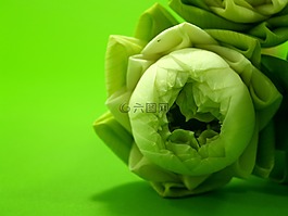 白,花,莲花