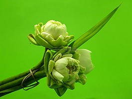 白,花,莲花