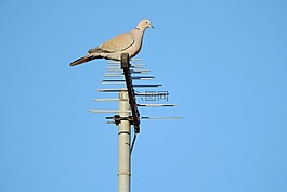 鴿子,斑鳩 decaocto,鴿子的天線